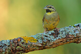 Image. Cirl Bunting