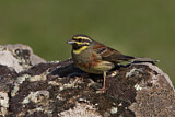 Image. Cirl Bunting