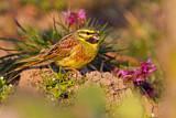 Image. Cirl Bunting