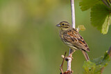 Image. Cirl Bunting