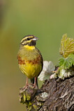 Image. Cirl Bunting