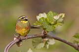 Image. Cirl Bunting