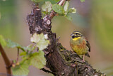 Image. Cirl Bunting