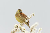 Image. Cirl Bunting