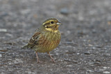 Image. Cirl Bunting