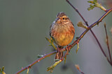 Image. Cirl Bunting