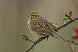 Image. Cirl Bunting