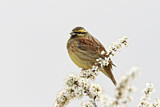 Image. Cirl Bunting
