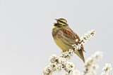 Image. Cirl Bunting
