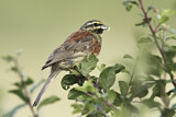 Image. Cirl Bunting