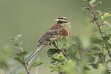 Image. Cirl Bunting