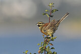 Image. Cirl Bunting
