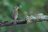 Image. Cirl Bunting