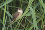 Image. Clamorous Reed Warbler