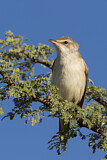 Image. Clamorous Reed Warbler