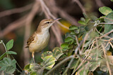 Image. Clamorous Reed Warbler