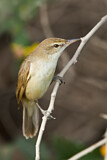 Image. Clamorous Reed Warbler