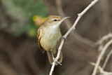 Image. Clamorous Reed Warbler