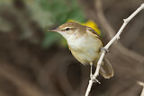 Image. Clamorous Reed Warbler