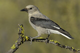 Image. Clark's Nutcracker