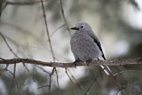 Image. Clark's Nutcracker