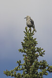 Image. Clark's Nutcracker