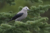 Image. Clark's Nutcracker