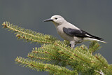Image. Clark's Nutcracker