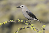 Image. Clark's Nutcracker