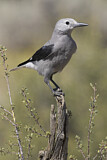 Image. Clark's Nutcracker