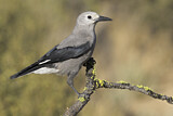 Image. Clark's Nutcracker