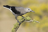 Image. Clark's Nutcracker
