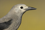 Image. Clark's Nutcracker