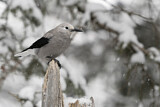 Image. Clark's Nutcracker