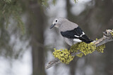 Image. Clark's Nutcracker