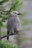 Image. Clark's Nutcracker