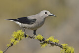 Image. Clark's Nutcracker