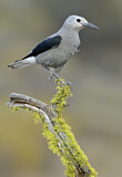 Image. Clark's Nutcracker