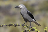 Image. Clark's Nutcracker