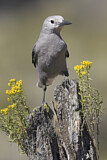 Image. Clark's Nutcracker