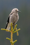Image. Clark's Nutcracker