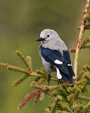 Image. Clark's Nutcracker