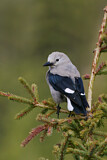 Image. Clark's Nutcracker