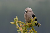 Image. Clark's Nutcracker