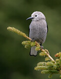 Image. Clark's Nutcracker
