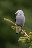 Image. Clark's Nutcracker