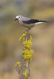 Image. Clark's Nutcracker