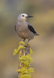 Image. Clark's Nutcracker