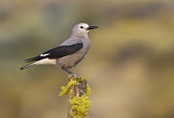 Image. Clark's Nutcracker