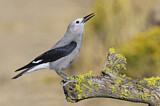 Image. Clark's Nutcracker